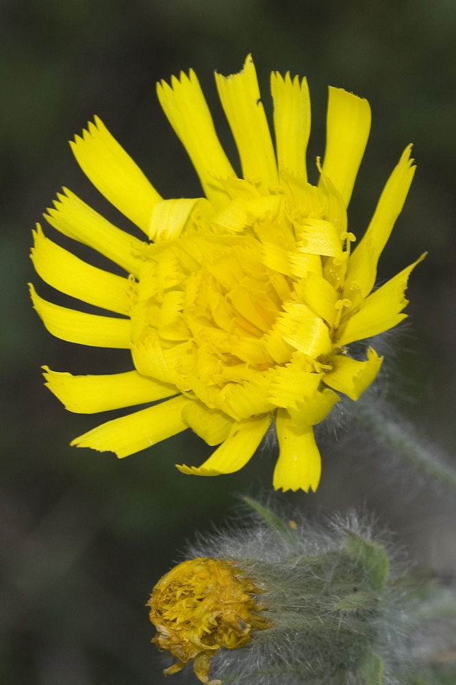 Hieracium villosum / Sparviere villoso